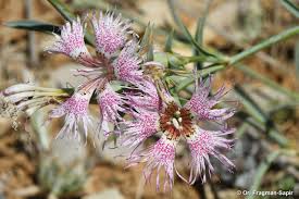 Image result for Ursinia montana