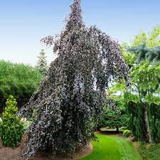 When should i consider pruning the branches back until the tree itself has gained more height. Purple Fountain Weeping Beech Trees For Sale Fastgrowingtrees Com