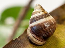 At first, officials tried to kill the giant snails with organic pesticides, to no. George Reclusive Hawaiian Snail And Last Of His Kind Dies At 14 Npr