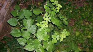 Check spelling or type a new query. How To Get Rid Of Weed Trees In Your Lawn And Garden Dengarden