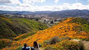 Maybe you would like to learn more about one of these? Rare California Super Bloom Brings Wildflowers To The Desert