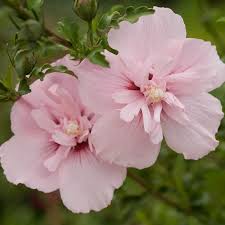 Image result for Hibiscus syriacus ´Pink Chiffon