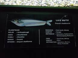 Giant snakehead > 多曼 (duō it's called empurau, or empurou i had it and i can't forget it. Freshwater Fish Museum And Insect Museum Picture Of Freshwater Fish Museum And Insect Museum Jakarta Tripadvisor