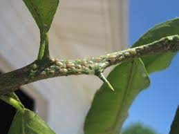 Scale insect on leaves scale insect on fruit. Citrus Pest Disease Lemoncitrustree