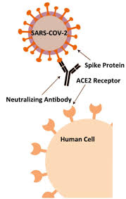 Image result for Neutralization Test