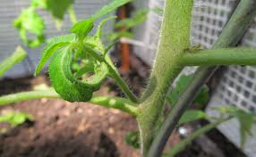Das ausgeizen von tomaten geht etwa ab juni los, wenn die pflanze voll im wachstum ist. Tomaten Ausgeizen 2021 Alle Infos Auf Gartenzeile De