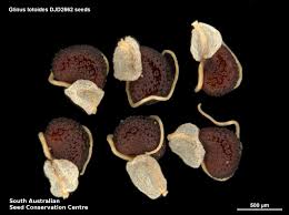 Image result for Glinus