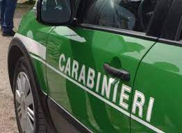 Taglio del boschetto fra via Persico e Tangenziale, Zanacchi:"Indagini in corso, eventuali illeciti saranno sanzionati"