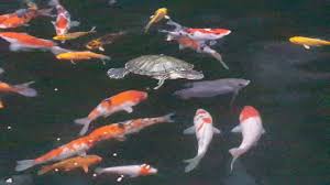 Ikan Koi Dan Kura Kura Persahabatan Youtube