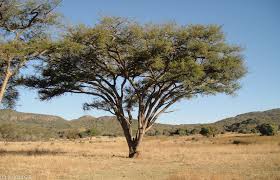 Image result for Pavetta gerstneri