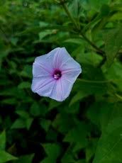 Image result for Ipomoea marginata