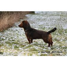 Image result for alpský brakýř jezevčíkovitý