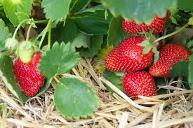 How to plant strawberry plants in a garden. Growing Strawberries Tips On Planting Strawberries