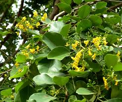 Image result for Pterocarpus