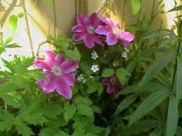 Check spelling or type a new query. Clematis Dr Ruppel