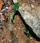 Image result for Ledebouria Unidentified sp. no6.