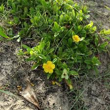 Image result for Hibbertia