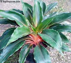 Image result for Chlorophytum Amaniense