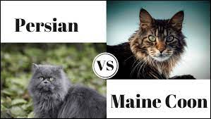 What are the chances your cat has some coon in him? Persian Cat Vs Maine Coon Persian Cat Corner