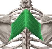 Rhomboids: Origin, insertion, innervation and function | Kenhub