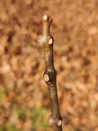 Image result for Catalpa