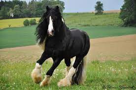 Informiere dich über neue tinker schwarz. Tinker Deckhengst Tinker Pferd Pferde Rassen Pferderassen
