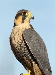 Peregrine Falcon Birds Of Prey Animals Peregrinexaplomado Falcon Bill Holsten Photography Peregrine Falcon Birds Of Prey Arctic Tundra