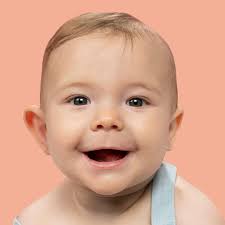 Jackabee Beagle X Jack Russell Beagle x jack russell for sale store