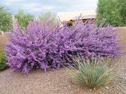 Texas ranger museum store catalog. How To Care For Texas Ranger Shrubs Texas Landscaping Outdoor Gardens Desert Landscaping