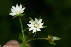 Image result for Stellaria