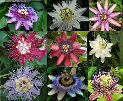 Passiflora Passion Flowers By Heidi Claire Passion Flower Flower Seeds Tree Seeds
