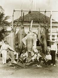 Image result for Harpochloa pseudoharpechloa