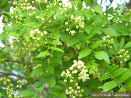 Image result for Clausena anisata