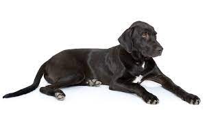 We did not find results for: Labradane Mixed Dog Breed Pictures Characteristics Facts