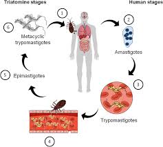 Frontiers Targeting The Gut Microbiota In Chagas Disease What Do We Know So Far Microbiology