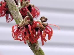 Image result for Hamamelis mollisi