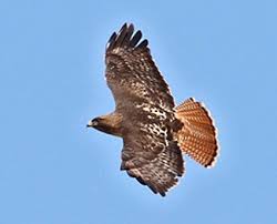 Hawks New York Birds Of Prey Pictures Red Tailed Hawk Red Tailed Hawk Bird Life List Hawk