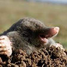Our company specializes in ants critter control of greater pittsburgh. D Bug Pest Control 20 Photos Pest Control 1142 Mission Rd Latrobe Pa Phone Number Yelp