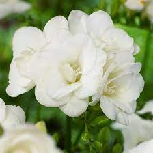 Double White Freesia American Meadows