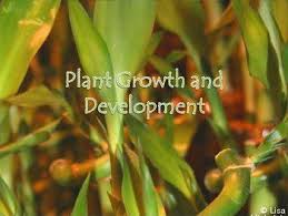 Introduction to respiratory mechanism in plants: Plant Growth And Development Powerpoint Presentation Lesson Plan In 2021 Plant Growth Powerpoint Lesson Plans How Plants Grow