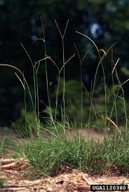 Paspalum notatum, known commonly as bahiagrass, common bahia, and pensacola bahia, is a tropical to subtropical perennial grass (family poaceae). Bahia Grass Paspalum Notatum Feedipedia
