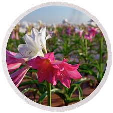 Image result for Crinum paludosum