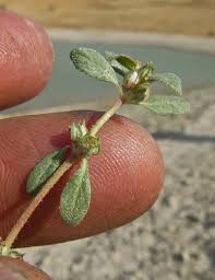 Image result for Bergia