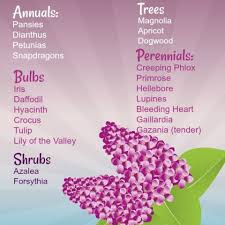 We did not find results for: Spring Blooming Plants 20 Top Picks For Early Spring Flowers Updated