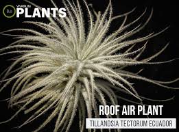 Image result for Brachychloa