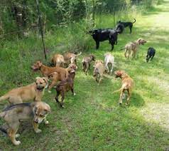 Join millions of people using oodle to find puppies for adoption, dog and puppy listings, and other pets adoption. Lucky Puppy Rescue