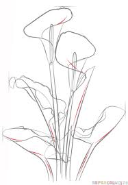 How To Draw A Calla Lily Step By Step Drawing Tutorials For Kids And Beginners Flower Drawing Tutorials Lilies Drawing Flower Drawing