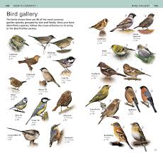 This is rspb big garden birdwatch 2015 by cherry tiger on vimeo, the home for high quality videos and the people who love them. Rspb Pocket Garden Birdwatch Ward Mark 9781409346272 Amazon Com Books
