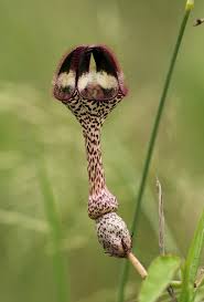 Image result for Ceropegia nilotica