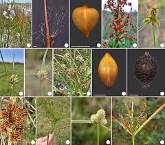 Image result for Bulbostylis hispidula